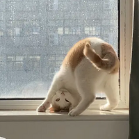 ���ǵ�èҲ�ᷭ��ͷ��