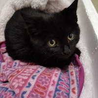 ����С��è������