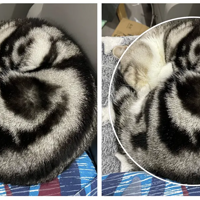 �о��ҵ�èè��Բ�滭������