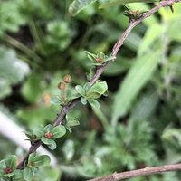 ����ǰ�Ļ�԰ֲ��