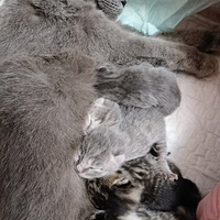 ��һ����ôС��è�䣬�Ȼ���