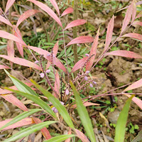 ����·����ֲ��Ȼ�������ͦ�ÿ�