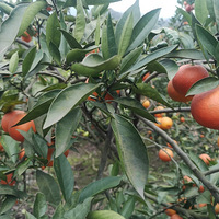 �����屦��ժѪ��