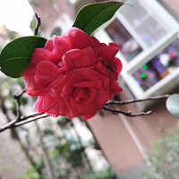 ·�ߵ�Ұ����Ҫ�ɡ�����������