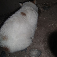 ���˼ӷ�è������