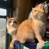 #ɹèè��ϲ���ҵ�è