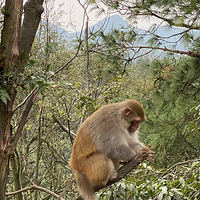 ι���Ӳ���ɽ�ϵ����֣�