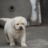 ������С����������