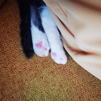 ��ϲ���ҵ�è