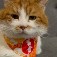 ����һֻ����è�����£���Ϊ�Ҹ���èū