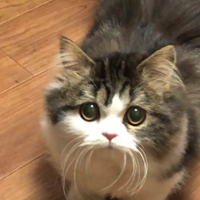 �Ҿٱ����Ҽ�èè��������ף���