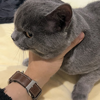 ���ڲ���̫������è