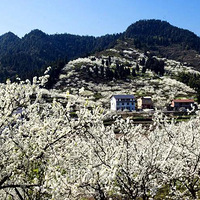 �ٹ����ܣ�������Ƭ��ɽ�ʢ�ţ��������Ʊ�����ǳ���1h�ɴ�