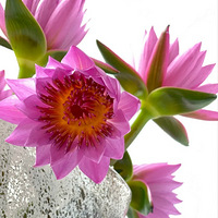 Ī�ε�ִ�š�˯��