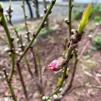 ��¼��������