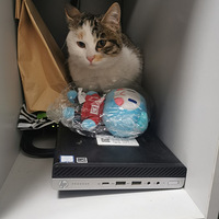 ��˳è��������