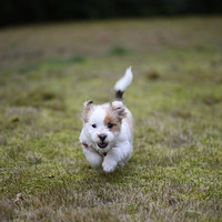 �Ҽҹ�������