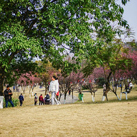 ��������ĸɽ