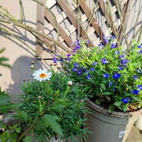 ¶̨�ĳ�����