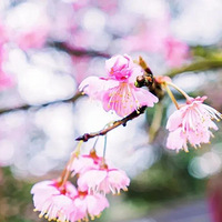 ����ʮ������������ӣ�����÷�ʢ����ĩһ��ȥ̤���ͻ�