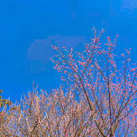 ���ֱ�����Ǳ��ع�԰��̤���ͻ�����ɽ����������ɹ̫����