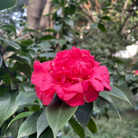 ��һ��������������ɽ�軨������