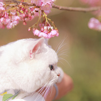 ����Ĵ������ˡ���ӣ�����ˡ�ӣ����ͼ��һ��