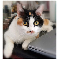 ����èè������