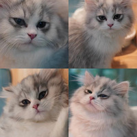 ������꣬�����ɰ���è�䡣