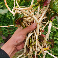 2022������������ˣ�����Ű棬����