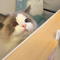 ���Ǽ���������˾��è��