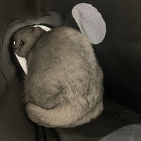 �Ժ����Զ��С��������Сĸè������¼��