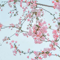 ��ɫ�ɺ�������Ͳ˻�������԰������ˣ����մ򿨣�һ��ɴ�Ƭ