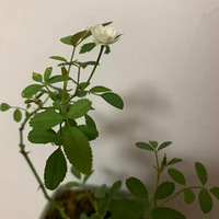 �ҵ�С��̨����Щ����