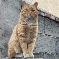 ����ͷ��èÿһֻ���÷�