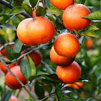 2022����Ѫ��ȫ�������