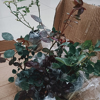 ϲ���¼����ң��ֿ�ʼ�˽����ֻ���