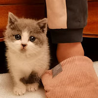 ����������С��è�����Ӻ�ϲ��