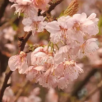 ����������ů����Щ���ε������£�