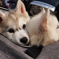 2022�����ŵĻ�԰