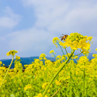 ���������Ͳ˻������������ɫ�������ͻ�������Ƭ��