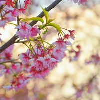 �����С���á�����ӣ��������ӣ��ժ����