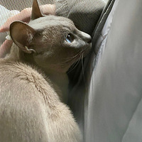 �Ҽ��������ܵܵ������ռǣ�ȫ�׸��껨��500����