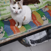 ��˳ճ�˵�è����Ѱ����ů�ļ�