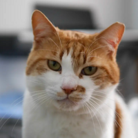 ˵��лл���