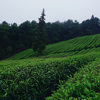 ��ĩ����ɽ��������ĵ�һĨ�̣�������ӭ����ʽ�С���