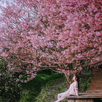 ����ӣ��