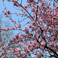 �ֵ�̤��ĺ������ˣ���԰�ﻨ������