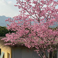 ���پ�����ӣ����ֵ��ӵ�У��Ҹ�������õ����磬ӵ��һƬӣ����