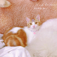 ��ξܾ�һֻ���걻�ѻ�������è�䣬�����������������